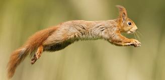 Een springende eekhoorn - David Pattyn