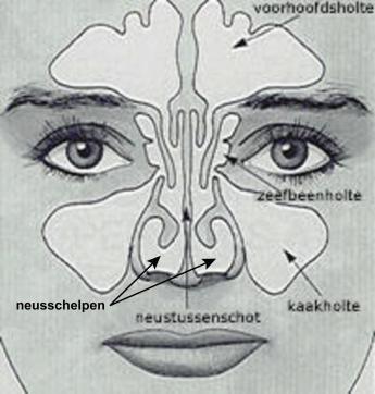 afbeelding met neustussenschot en holtes neus-kaak-voorhoofd