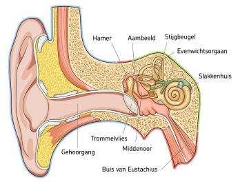 Dwarsdoorsnede van het binnenoor