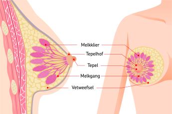 Anatomie van de borst
