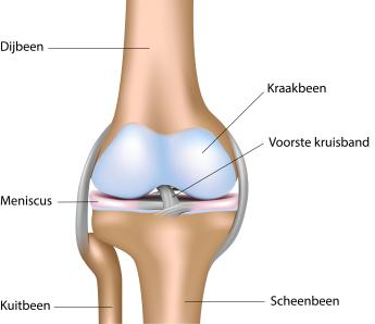 kniegewricht met kruisband en meniscus