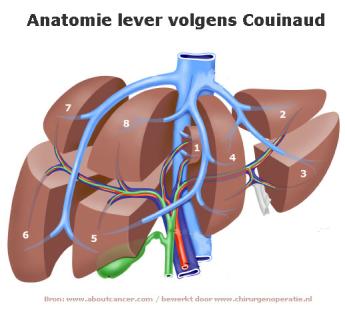 Anatomie lever volgens Couinaud