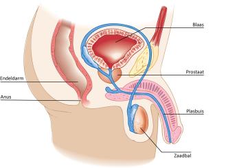 Afbeelding van de prostaat