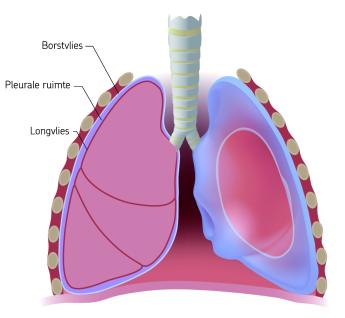 Doorsnede longen