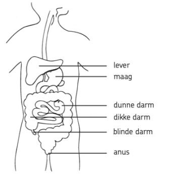 Weergave blinde darm