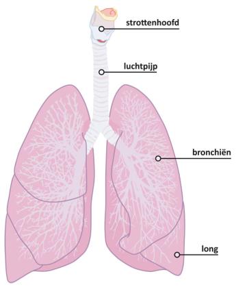 Illustratie van longen