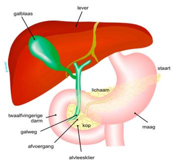 Anatomie van de alvleesklier