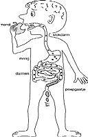 Plaatje spijsvertering kind