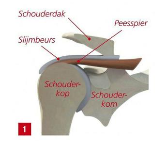 Het schoudergewricht