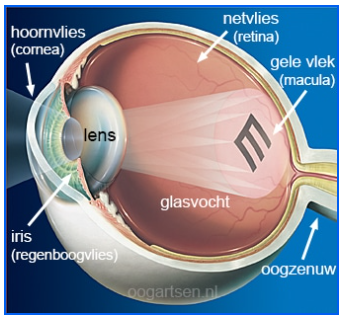 Oog_met_lens