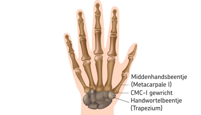 basisgewricht van de duim