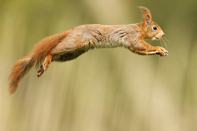 Een springende eekhoorn - David Pattyn