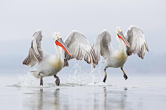 Vogels in het water - David Pattyn