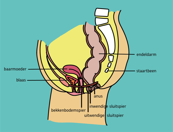 Bekkenbodem vrouw: organen en spieren
