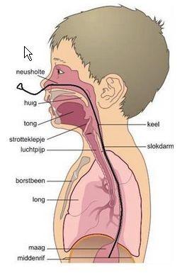 Sondevoeding kind