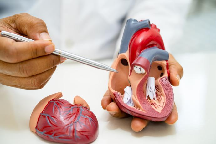 Anatomie model hart