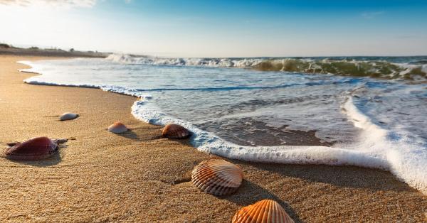 Foto van schelpen en strand dichtbij
