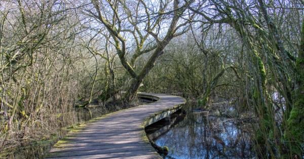 Een kronkelend wandelpad door de natuur
