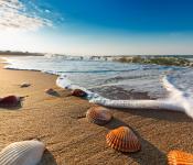 Foto van schelpen en strand dichtbij